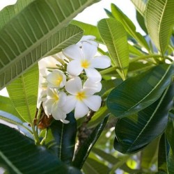Plumeria acutifolia 'Pink', 'Red', 'White', Tricolor' - Frangipani